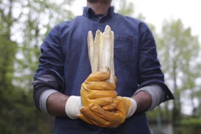 Spargelernte Spargelernte