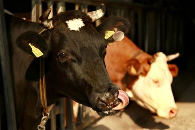 zwei-rinder zwei-rinder